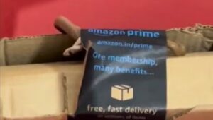 Live Cobra in Amazon Package: Bengaluru Couple's Shocking Experience