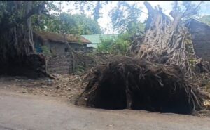 Pune: Authorities Neglect Replantation Of Banyan Trees That Fell In Yerwada, Prompt Action Needed, Demand Activists  