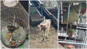 Pune: Two Parakeets, a Common Hill Myna, and a Rhesus Macaque Rescued From Yerwada Following PETA India Intervention 