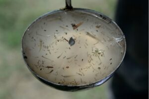 PCMC: Dengue larvae found in 1,450 houses