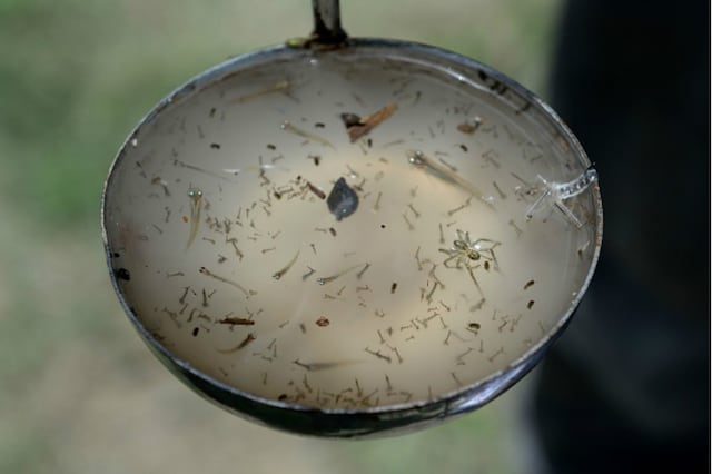 PCMC: Dengue larvae found in 1,450 houses