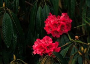 Barsey Rhododendron Sanctuary in Sikkim Offers Ideal Balance of Scenery and Adventure 