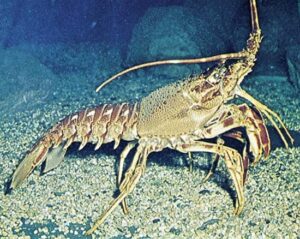 10 Animals Known for Their Long Life Spans 