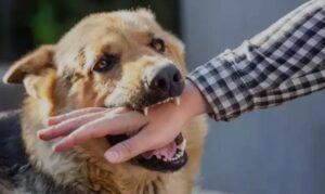 Pune City Set to Become Rabies-Free by 2030: A Pioneering Health Initiative**