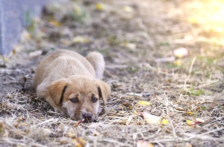 Pune news: Hinjawadi Police Register Case As Car Runs Over Puppy 