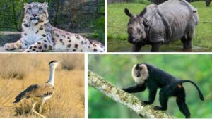 Endangered Wonders: Seven Species in India to See Before They're Gone