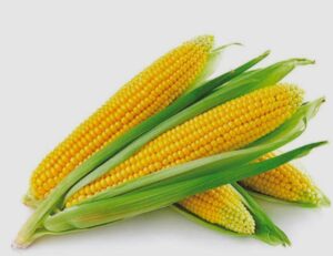 Poultry Industry Appeals for Zero-Duty Import of GM Maize Amid Price Surge