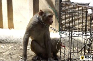 Pune Forest Officials Conduct Rescue Mission for Protected Bonnet Macaque in Katewasti In Punawale