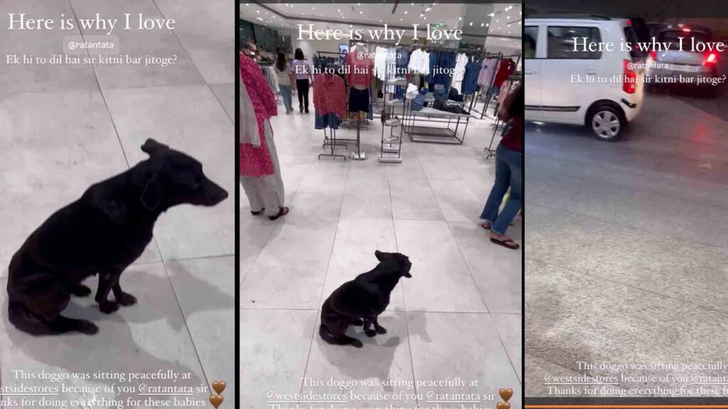 “Ek hi toh dil hai sir, kitni bar jitogey? Stray Dog Sheltering at West Side Store in Mumbai Goes Viral
