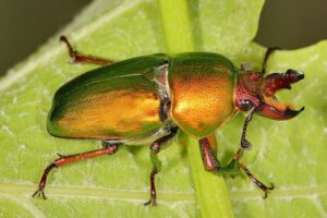 The Rare Insect Worth Rs.75 Lakh: Why Stag Beetles Are Among the World’s Most Expensive Insects