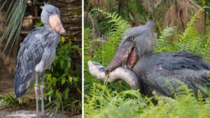 The monstrous human-sized birds that prey on crocodiles