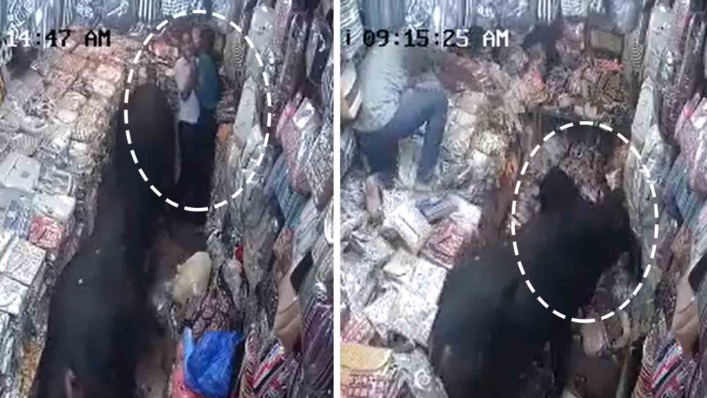 2 girls get squeezed by bulls inside shop in Uttarakhand's Rishikesh