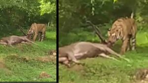 Ranthambore: Dramatic moment for tourists as Tiger drags Deer carcass after fresh hunt. Click to see viral video