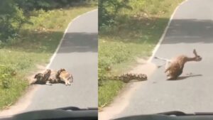 Viral Video Man rescues Deer from Python; Internet divided