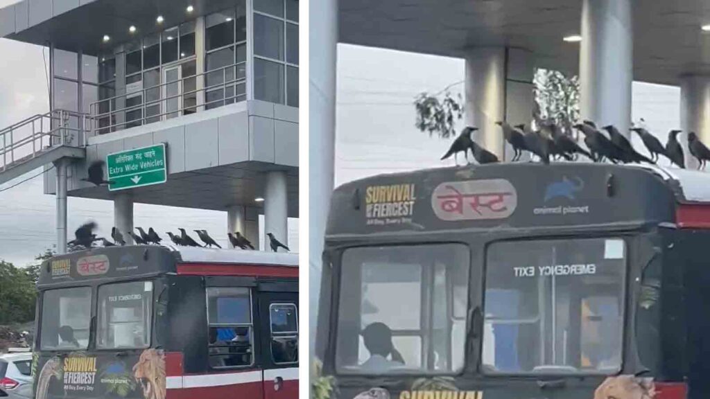 Watch Viral Video Crows take a joy ride on Mumbai's BEST bus