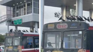Watch Viral Video Crows take a joy ride on Mumbai's BEST bus