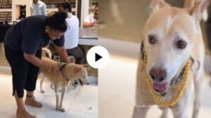 'Happy Wala Birthday': Watch Mumbai Woman Buys ₹2.5 Lakh Gold Chain for Pet Pooch