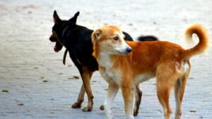Rabid Dog Attack: 50 People Injured Including Children, Disturbing Incident Occurs In Bhiwandi 