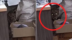 Pune: Leopard Enters MSEDCL Office in Rajgurunagar Khed; Dramatic Video Surfaces