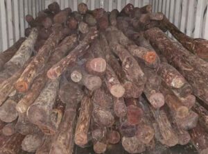 Five held as Directorate of Revenue Intelligence Pune seizes Red Sanders worth ₹ 7.9 crore