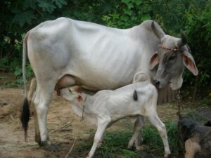 BMC to send notice to 263 cattle shed owners to shift to Palghar