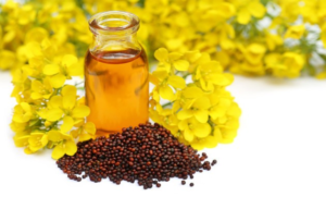 Experts at PAU Urge Shift to Mustard Oil for Better Health, Challenge Myths About Refined Oils