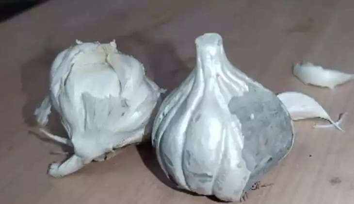 Fake Garlic Made of Cement Found in Maharashtra's Akola, Video Goes Viral