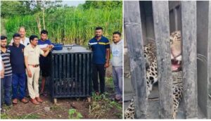 Pune News: Fourth Leopard Captured in 18 Days, Residents Live in Fear