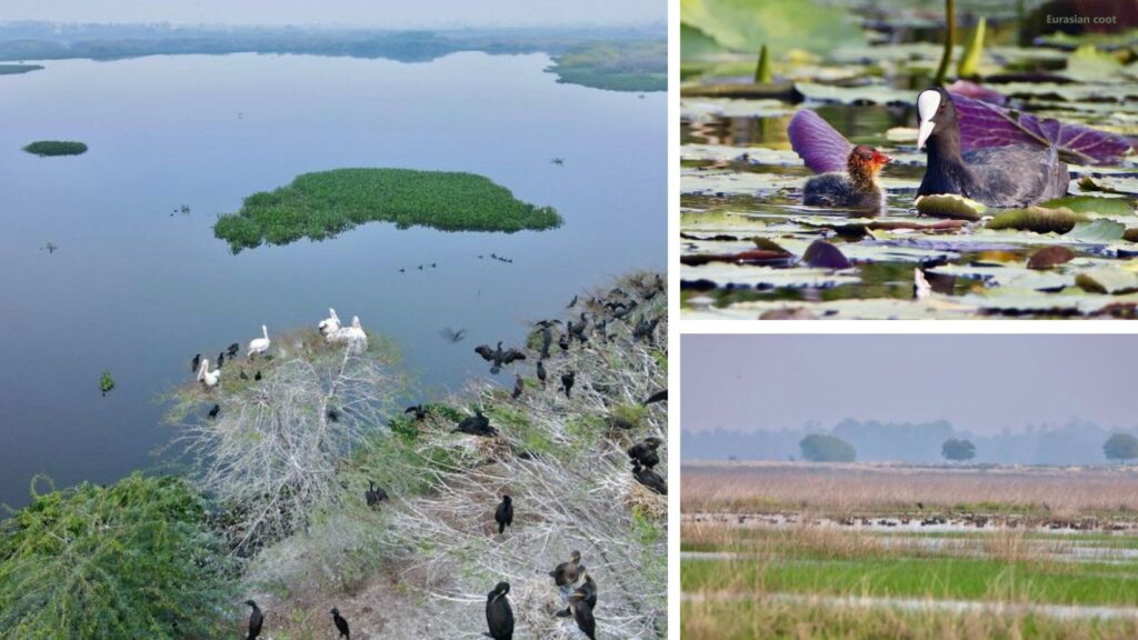 India Adds Three New Ramsar Sites, Total Wetlands Reaches To 85