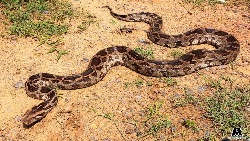 Injured Python rescued and released back into the wild in Khopoli