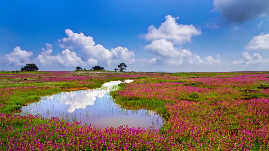 Kaas Plateau: A Blooming Paradise Near Mumbai And Pune