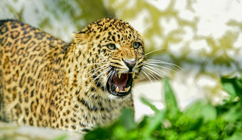Pune: 12 Trap Cameras Installed In Daund Tehsil To Track Leopard Movement