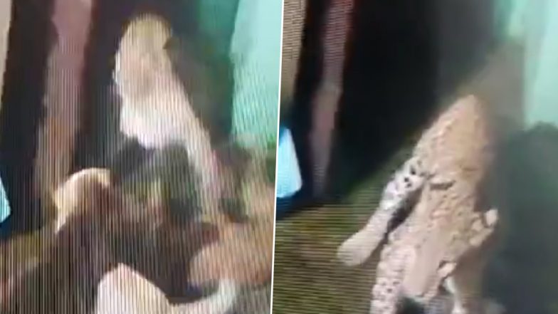 Leopard Runs for Life After Being Chased by Three Dogs in Nainital