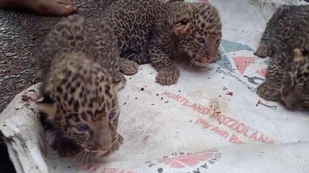 Leopard gave birth to three cubs in a house of Balapur Village, Chandrapur District