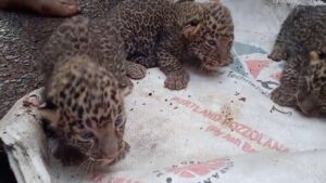 Leopard gave birth to three cubs in a house of Balapur Village, Chandrapur District