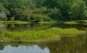 Pune Municipal Corporation To Introduce 'Floating Wetlands' To Clean Polluted Lakes
