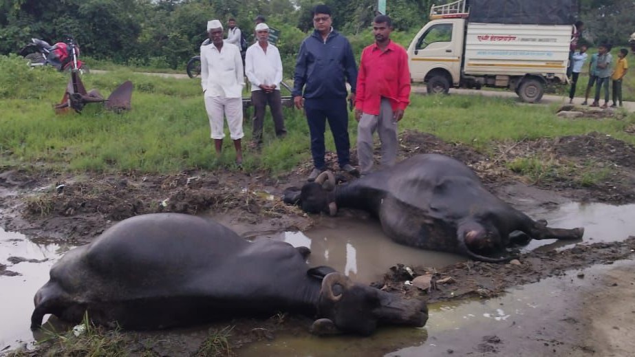 Tragic Mishap In Pune Solar Panel Wiring Kills Two Buffaloes In Maval