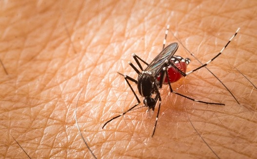 Vector-Borne-Diseases