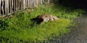 Crocodile Spotted at Varasgaon Dam Raises Alarm