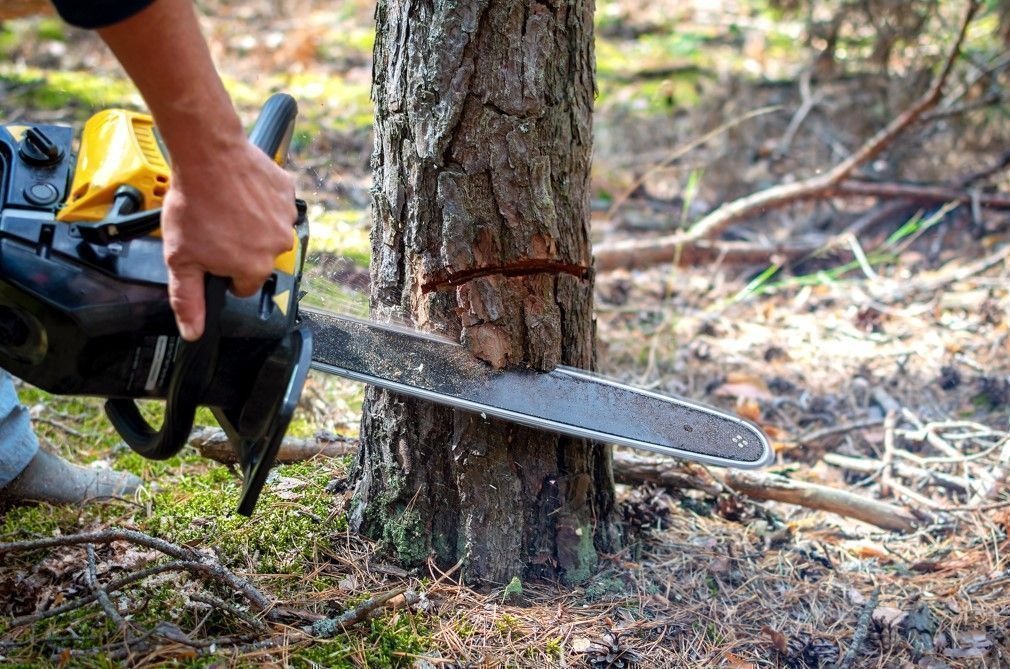 Maharashtra Government Imposes Rs 50,000 Fine for Illegal Tree Cutting