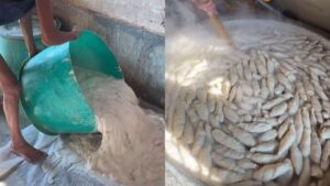Viral Video of Unhygienic Soya Chaap Production Sparks Outrage Among Netizens