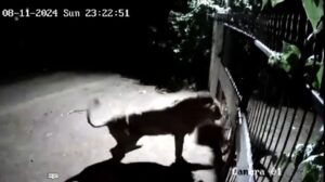 Brave Village Dogs Face Off Against Lions in Amreli, Viral Video Sparks Social Media Frenzy