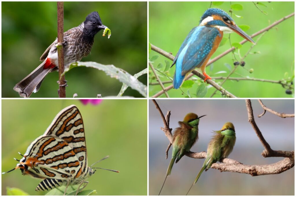 Pune: 156 Bird Species Thrive In Aundh's New Biodiversity Park: A Green Initiative Transforming Ecosystem