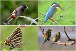 Pune: 156 Bird Species Thrive In Aundh's New Biodiversity Park: A Green Initiative Transforming Ecosystem