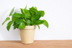 Money Plant Magic: Boosting Prosperity, Health, and Positivity in Your Home