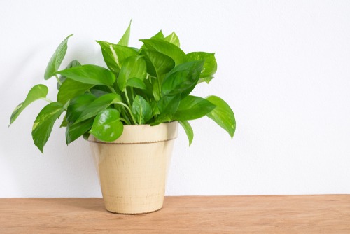 Money Plant Magic: Boosting Prosperity, Health, and Positivity in Your Home