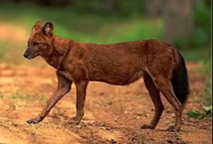 Pune News: Rare Indian Wild Dogs Sighted In Bhimashankar After 195 Years