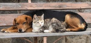 National Livestock Census to Include Pets, Strays In Upcoming Survey