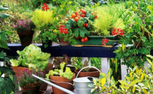 Grow Your Own Vegetables on Your Terrace: Easy Tips for Beginners