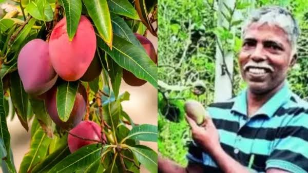 Meet Joseph Lobo, India’s first farmer growing the world’s costliest Miyazaki mangoes, priced at Rs.2.7 Lakh/kg, in his terrace garden
